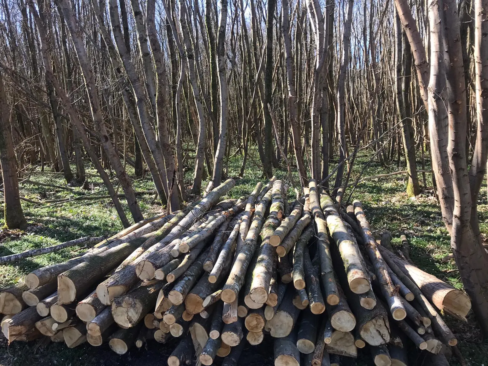 Firewood logs