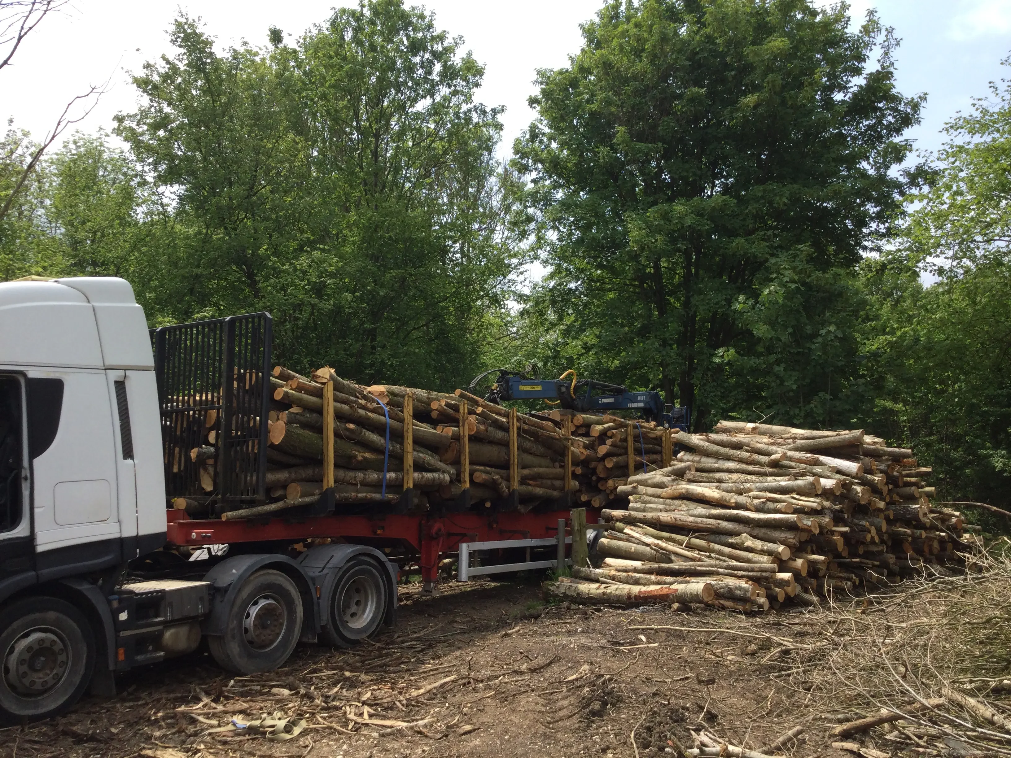 Timber purchasing and harvesting