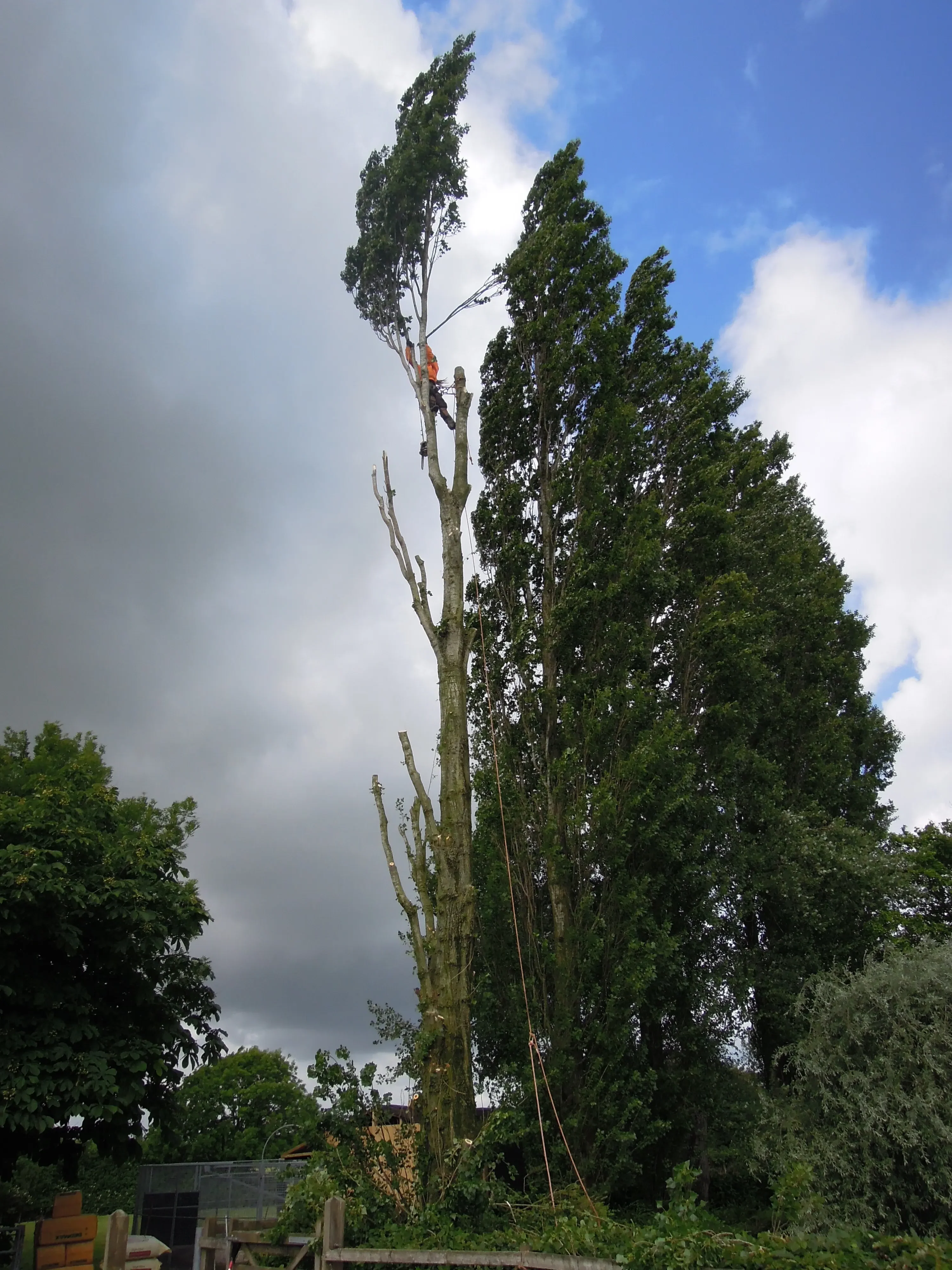 Commercial, residential and roadside tree surgery