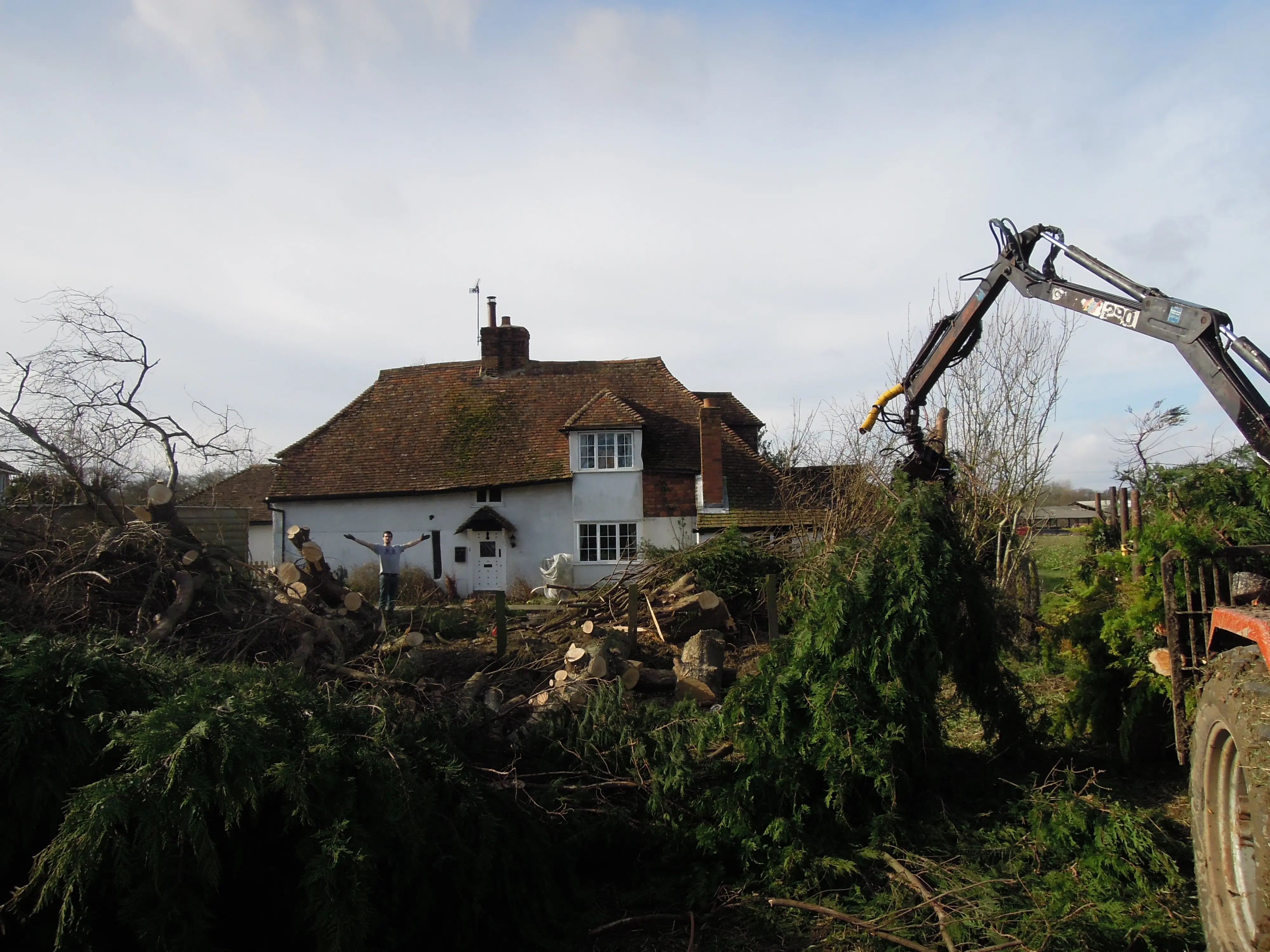 Tree surgery before work