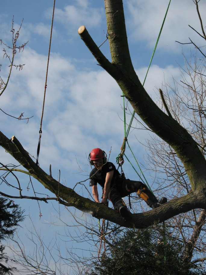 Aerial tree surgery rigging