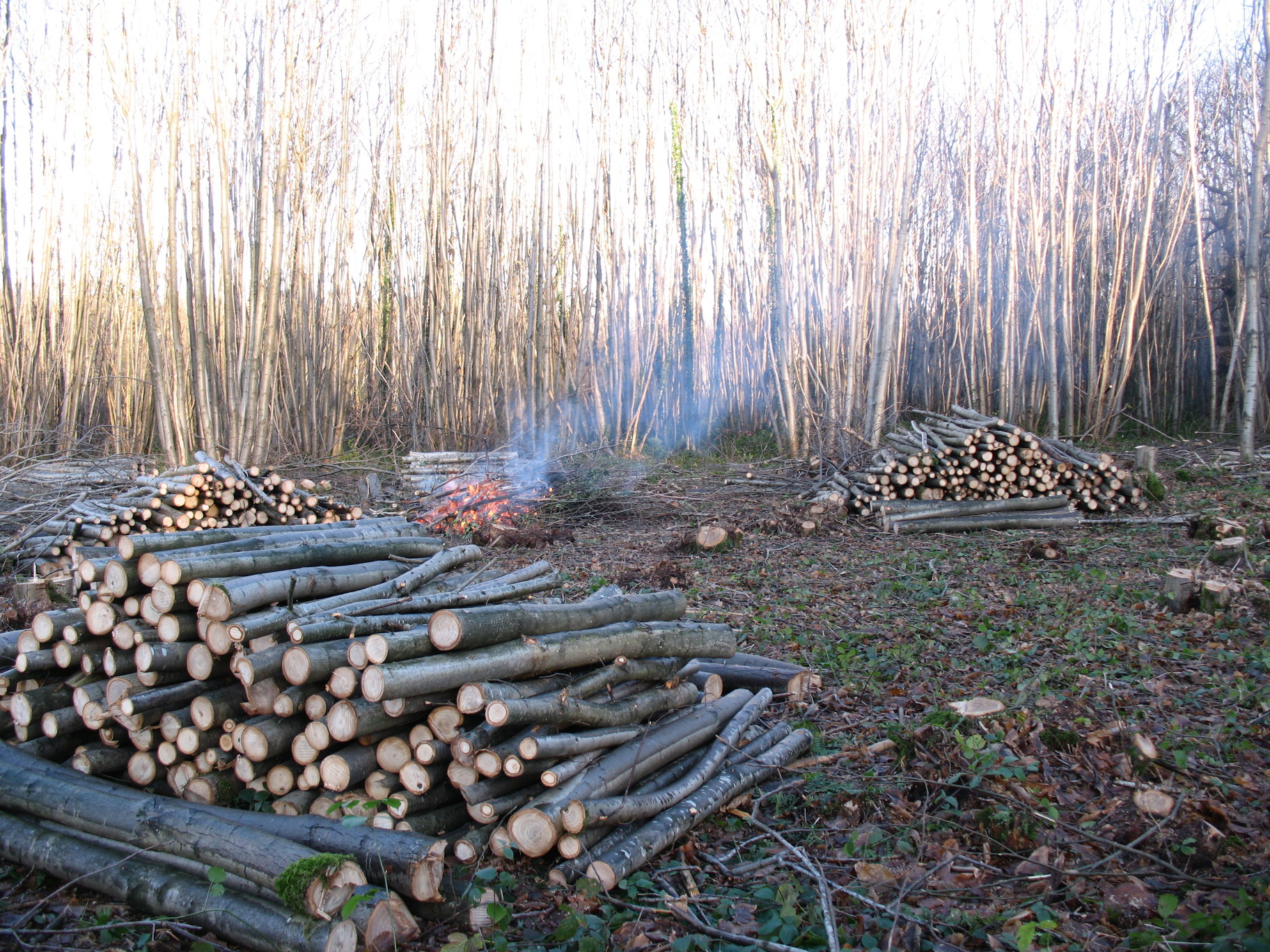 Cutting chestnut coppice for fencing