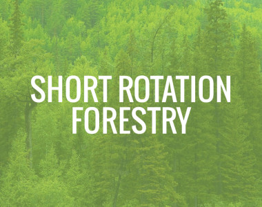 Short Rotation Forestry